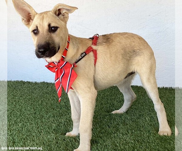 Medium Photo #3 German Shepherd Dog-Unknown Mix Puppy For Sale in San Diego, CA, USA