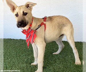 Caroline - Female German Shepherd Dog-Unknown Mix Dog for Adoption - Photo #3