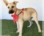 Small Photo #3 German Shepherd Dog-Unknown Mix Puppy For Sale in San Diego, CA, USA