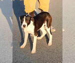 Small #7 Border Collie Mix