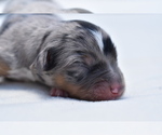 Small #4 Miniature Australian Shepherd