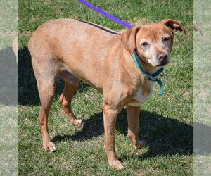Lil Man - Male Doxle Dog for Adoption - Photo #5