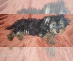Small #18 Yorkshire Terrier