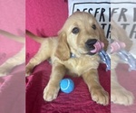 Small #4 Golden Retriever