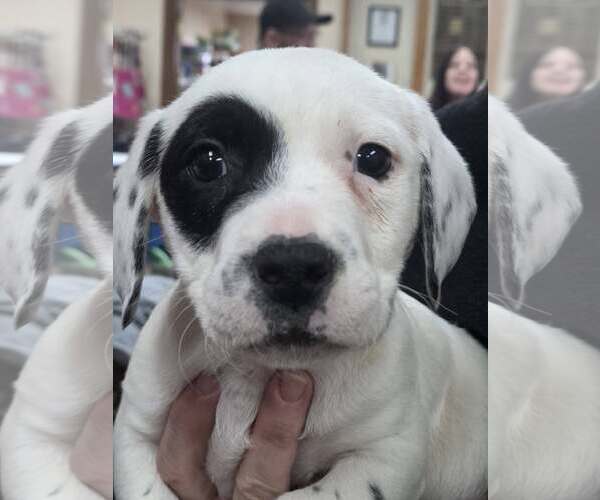 Medium Photo #1 Mutt Puppy For Sale in Martinsburg, WV, USA