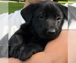 Small #3 Belgian Malinois