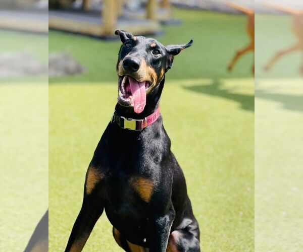 Medium Photo #4 Doberman Pinscher Puppy For Sale in Buffalo, MN, USA