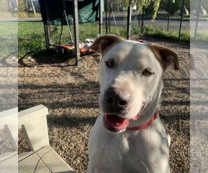 Pointer-Unknown Mix Dogs for adoption in Elmsford, NY, USA