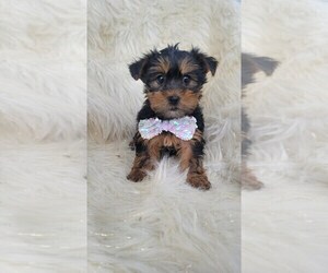 Yorkshire Terrier Puppy for sale in INDIANAPOLIS, IN, USA