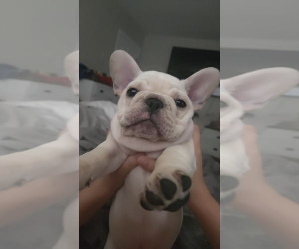 Medium Photo #6 French Bulldog Puppy For Sale in SARASOTA, FL, USA