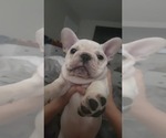 Small #5 French Bulldog