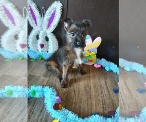 Yorkshire Terrier Puppy for Sale in LAPEER, Michigan USA