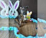 Puppy 1 Yorkshire Terrier
