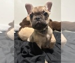 Small #8 French Bulldog