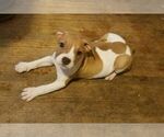 Small Photo #2 American Pit Bull Terrier Puppy For Sale in BUFFALO, NY, USA