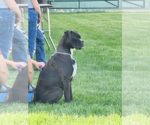 Boxer Dog for Adoption in AFTON, Wyoming USA