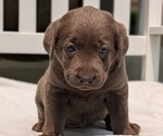 Small #8 Labrador Retriever