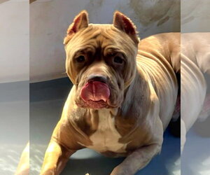 American Bulldog Dogs for adoption in Royal Palm Beach, FL, USA