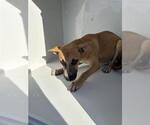 A663682 - Male Chihuahua-Labrador Retriever Mix Dog for Adoption - Small photo