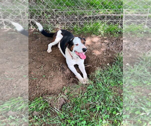 Medium Photo #2 Mutt Puppy For Sale in Osgood, IN, USA