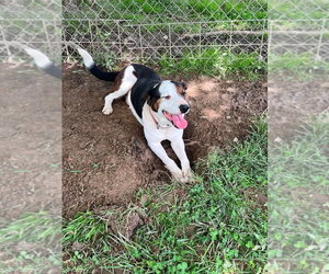 Dovie - Male Mutt Dog for Adoption - Photo #2