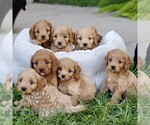 Small #1 Cavapoo