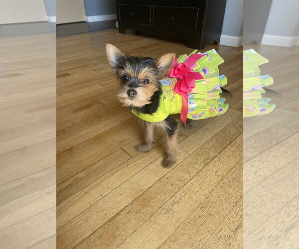 Medium Photo #5 Mutt Puppy For Sale in Allentown,, PA, USA