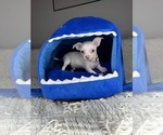 Small #12 Chihuahua