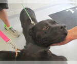 Small Labrador Retriever