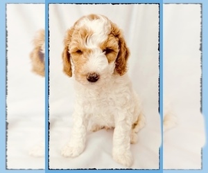 Goldendoodle Puppy for Sale in DAVISON, Michigan USA