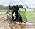 Small Photo #7 Australian Shepherd-Unknown Mix Puppy For Sale in Euless, TX, USA
