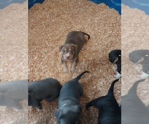 American Bully Litter for sale in KENT, WA, USA