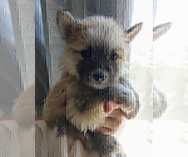 Medium Photo #29 Pomsky Puppy For Sale in LOVELAND, CO, USA