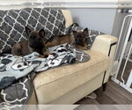 Small #1 German Shepherd Dog Mix