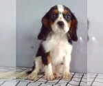 Small Cavalier King Charles Spaniel