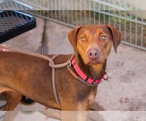 Doberman Pinscher Dogs for adoption in Martinez, CA, USA