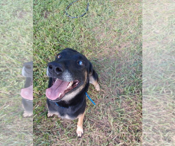 Medium Photo #2 German Shepherd Dog-Unknown Mix Puppy For Sale in Miami, FL, USA