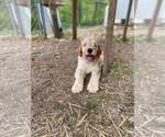 Small Photo #5 Goldendoodle Puppy For Sale in DUFF, TN, USA