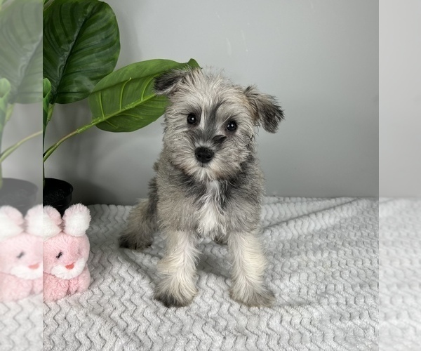 Medium Photo #7 Schnauzer (Miniature) Puppy For Sale in FRANKLIN, IN, USA
