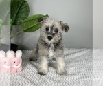 Small Photo #7 Schnauzer (Miniature) Puppy For Sale in FRANKLIN, IN, USA