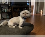 Small Photo #1 Shih Tzu Puppy For Sale in GUTHRIE, KY, USA