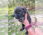 Small Photo #19 Cane Corso Puppy For Sale in DORCHESTER, SC, USA