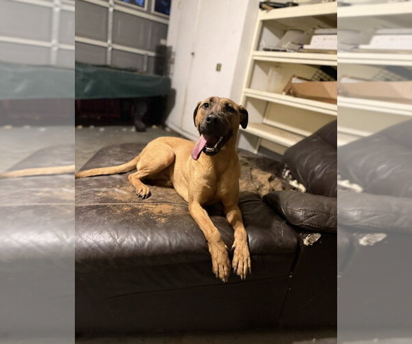 Medium Photo #3 Mountain Cur-Unknown Mix Puppy For Sale in Boston, MA, USA