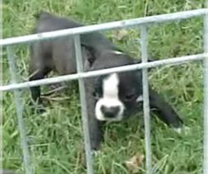 Medium Boston Terrier