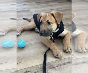 German Shepherd Dog-Unknown Mix Dogs for adoption in San Diego, CA, USA
