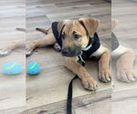 Small German Shepherd Dog Mix