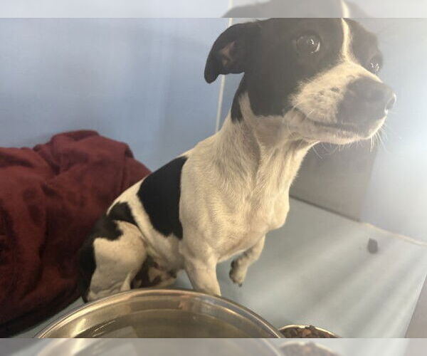 Medium Photo #1 Mutt Puppy For Sale in San Bernardino, CA, USA