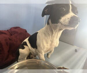 Mutt Dogs for adoption in San Bernardino, CA, USA