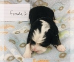 Small Photo #11 Bernese Mountain Dog Puppy For Sale in ATKINSON, NE, USA