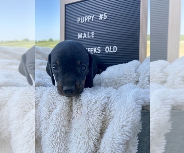 Medium Photo #4 Dachshund Puppy For Sale in CONCORDIA, MO, USA